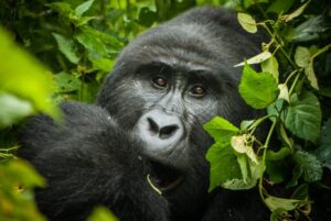 5 Days Queen Elizabeth & Bwindi NP