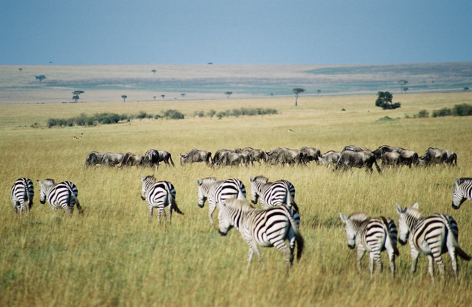 06 Days Maasai Mara, Lake Nakuru, Amboseli Budget Safari