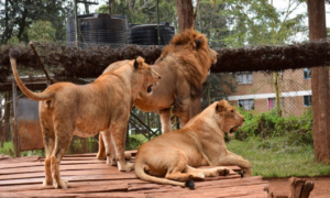 Nairobi Excursion