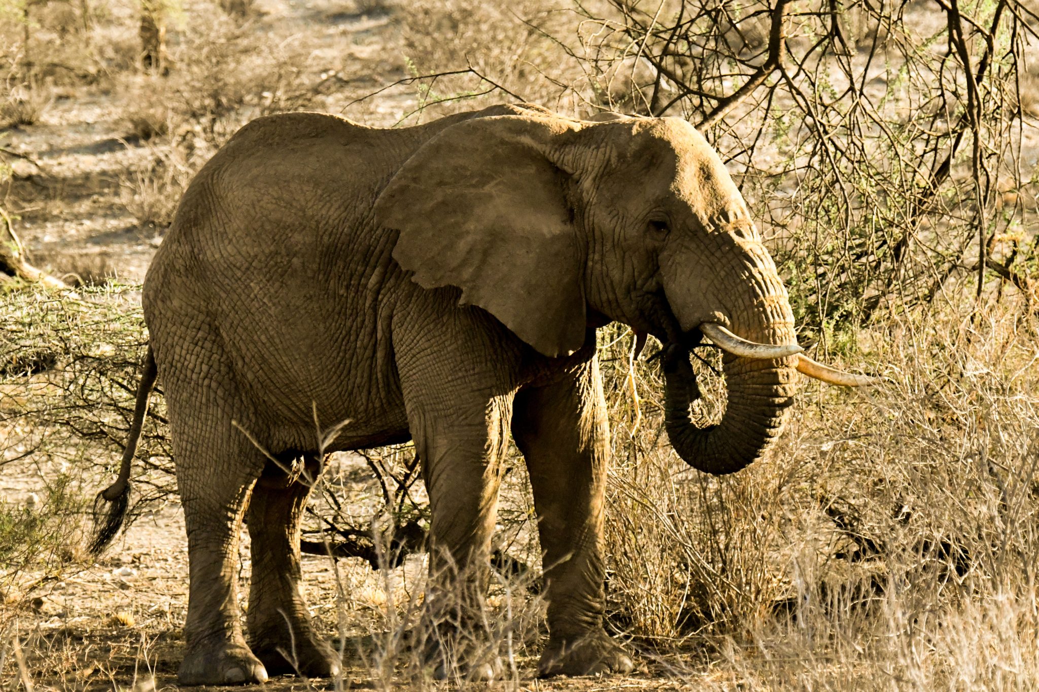 3 Days Gorilla Trekking Uganda